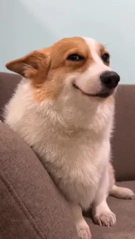 More and more people are watching me, I'm so happy☺️☺️☺️#pet #cutepet #dog #❤️ #corgi #happy#smile#foryou 