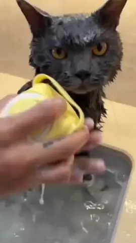 Escova Lava Pelo PET banho cachorro dispenser shampoo. LINK DE VENDA NA BIO. #viral #viralvideo #viraltiktok #cachorro #doglover #mundoanimal #mundoanimaltiktok #bichos #vendasonline #vendatiktok #escovapet 