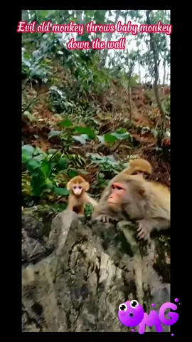 Poor baby #poolife #baby #viral #monkey 