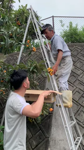 Cụ người nhật tốt thật sự, cho đất làm vườn, nhà có cây ăn trái gì cũng cho hái thoải mái, còn bảo hái hết luôn ko quạ nó ăn lại phí. Ai gần mình ko mình tặng nè 😊#thichtrongcay #aichi #xuhuong 