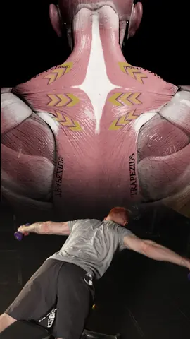 The #trapezius in 3D #muscleandmotion #anatomy #exercises 