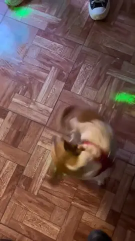 #pet #fyp #fypシ #funny #funnyvideos #dogs 