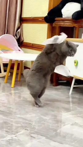 Hãy đến và phơi bày con mèo của bạn đang nhảy múa vui vẻ.#TuHaoDaSac #animalfunnymoments ##petsfunnycute #mèochânngắn #âmnhạcnhẹnhàng #chúchódễthương #funnyanimals 