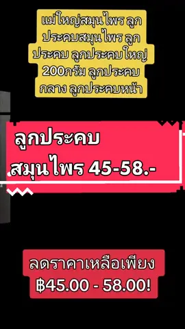 แม่ใหญ่สมุนไพร ลูกประคบสมุนไพร ลูกประคบ ลูกประคบใหญ่ 200กรัม ลูกประคบกลาง ลูกประคบหน้า ลดราคาเหลือเพียง ฿45.00 - 58.00!#ลูกประคบสมุนไพร 