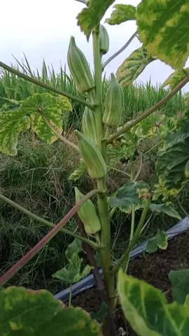 Cũng là đâu bắp nhưng mà nó lạ nha......#hatgionhtot #hatgiongshop #urbangarden #daubap #daubapdavid #daubapkhonglo #daubapxanh #garden4you #hatgiongmainguyen #hatgiongmina #hatgiongtot 