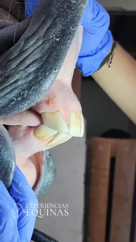 #picudo #caballopicudo #caballobelfo 