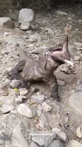 who can be brave enough to watch the komodo dragon eat the pig 😱😨#komododragon #animals #wildlife #wildanimals #fyp 