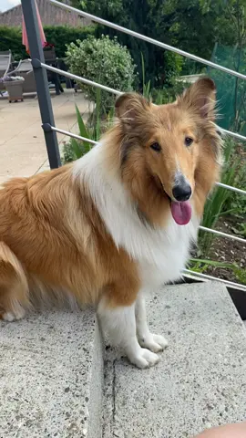 C’est normal de s’assoir comme ça ? 😂#funny#mignon#colley#chien 