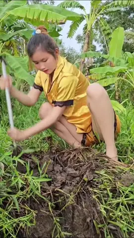 Thôi Săn Cá Đào Nhanh Đến Cuối Hang Bắt Ếch Kêu Đầu Mùa Mưa | Trúc Phương Vlog#xuhuong #trúcphươngvlog #congáimiềntây #quêtôi #thônnữ #fishing #tiktokgiaitri 