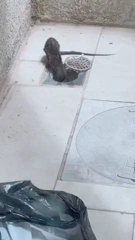 #ضيف #جريدي #البيت #مجاري #فار 