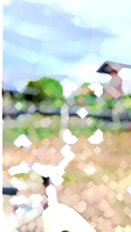 kda papaa uln kda papa uuu ayyy selawiiee selawiiee...  #c70classic #hondaclasicindonesia 