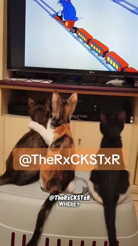 Kiddie Cats Watching Cartoons! 😂 #fyp #rxckstxr #talkinganimals #voiceover #funnypets #cats #funnymoments #cat #catsoftiktok #TheRxckstxr #foryoupage 