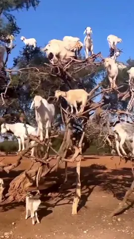 Goats on the tree #babygoat #goat #goatoftiktok #minigoat #farmlife #goatsonthetree