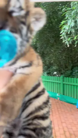 #babytiger #cute #animals #fyp #foryou  