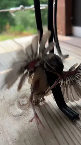 What should I do?  I found this little guy with his head stuck in my plant stand.  I’m so thankful I found him before my cat did!!  I know fledglings need to be left alone but he needs help!  #bird #fledgling #birdrescue