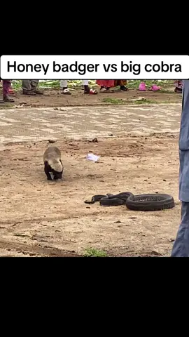#fypシ #goviral #olasnow #animalsoftiktok #honeybadger #snake 