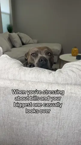 I’m right here mom 👋🏼 #funnydogs #dogmom 