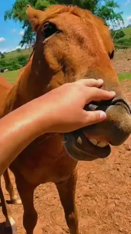 Kaakka #arreiaamaonaminhacara #cavalo #cavalobravo #quartodemilha #meme #pecuaria #dentedecavalo #foryou 