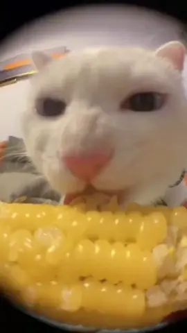 cat eating corn #catsoftiktok #catmemes #gato 