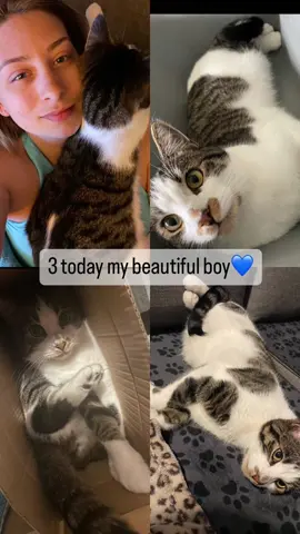 My little baby💙 #catbirthday #catlover #fyp 