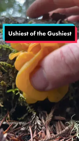 Note: For the full effect, be sure to turn the volume all the way up when you watch this video. Are you ready to learn all about Jelly fungi? The fruiting bodies are packed with bioactive polysaccharides that allow them to persist for months, dehydrating and rehydrating with rain. Jellies are evolutionarily ancient mushrooms that mastered this form and have stayed relatively unchanged for hundreds of millions of years. Some are purely saprobes growing on decaying wood, while others are actually parasitic on the mycelium of other species. Most jelly fungi are technically edible, what they lack in flavor, they make up for in texture. Can be used for candying or pickling. . Per usual, this type of squishy mushroom content can be fairly polarizing. Some people find it relaxing as it tickles their brains and gives them ASMR tingles, some are revolted and horrified, while others find it supremely stimulating and evocative of intimate human behaviors. I revel in the full spectrum of human responses because I find it fascinating to see how we individually anthropomorphize mushrooms given our own perspectives. The matrix of human experience is on full display in the comment section for videos like this, for better and worse. Ultimately I make videos like this because they illicit a strong emotional response and help engage more people with the science of mycology. It’s my own weird subversive brand of science communication. I hope you enjoy and remember to keep it civil in the comments. Cheers! . #jellyfungus #ushygushy #squishy #squishyasmr #asmrsquishy #fascinatedbyfungi 