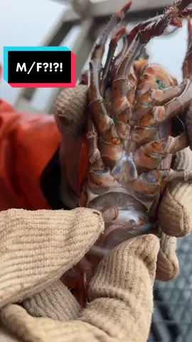 Replying to @kpredmore #😂 #lobster #seafood #maine #fishing #lobsterfishing #commercialfishing #lobstertok #fy #fyp #interesting #educate #ocean #funny #comedy #educate #interesting #DidYouKnow 
