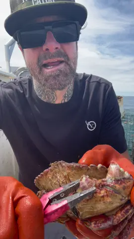 Barnacle Chronicles #crab #fyp #friendliestcatch #fishing #crabs  