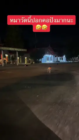 ก็คอเรืองแสงไปเลยสิคะ วิ่งไล่ทีจะได้รู้ว่าใกล้ถึงตัวรึยัง #มันปังจริงๆ #ปอกคอหมา #ปอกคอเรืองแสง #หมาวัด #หมาจร #55555555 