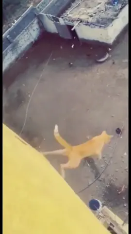 แมวกระโดจากที่สูง #แมวบิน Cats from high places #flying cats 来自高处的猫#Flying Cats #animalsfunny101