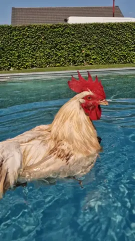 🌊🐓 #chickensoninst #chickens #swimming #swimmingchicken 🌊