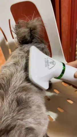 Super useful na 2 in 1 Pet hair dryer! 😊👍 #petdryer #hairdryer #petcomb #blowdryer #doglover #petlover #shihtzu #fyp #dogsoftiktok #pethairdryer 