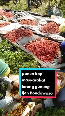 saat panen kopi masyarakat di kecamatan Ijen Bondowoso #panenkopi #petani #perkebunan #kebunkopi #bondowoso #kawahijen #bondowosoexplore #pemerintahbondowoso #pemerintah #jawatimur 