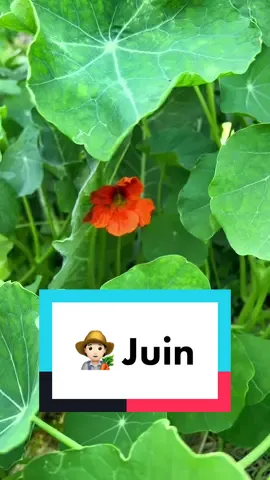 Que faire en Juin au potager ? 🧑🏻‍🌾⛅️#potager #jardin #printemps #ete 