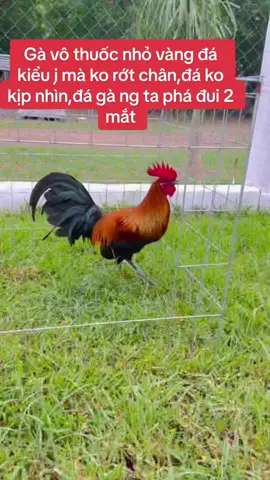 Nhỏ vàng đá lấu đá xóm làng bao rẻ chất lượng.gà đá bo lớn dễ chơi ko kị nắng,ko kị nước.#nhỏ_vàng_đá_lấu #thuốc_gà_như_ngọc #đam_mê_gà_đá 