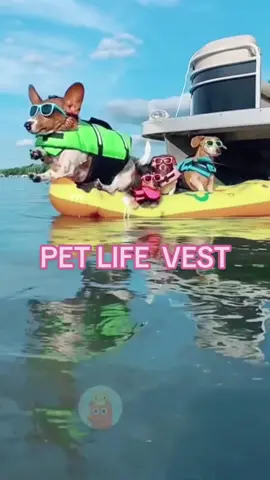 #pet #pets #petlifevest #dog #dogsoftiktok #doglifevest #FadeSpotsIn3 #dogswimming #dogswiming 