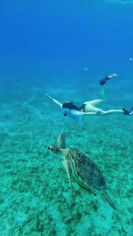 #egypt #traveltiktok #CapCut #ägypten #marsaalam #redsea #turtle #dugong #camel #sea #travel #fly #snorkeling #fruit #desert #sahara 