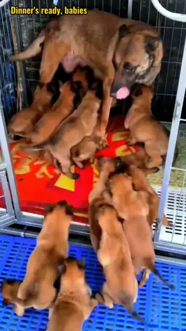 Dinner’s ready babies #pet #dog #cute #Love 