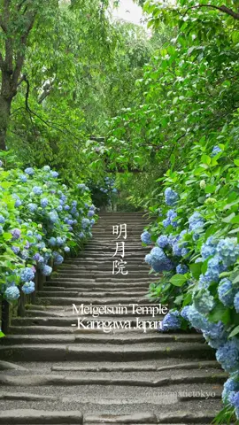 明月院(あじさい寺)  Meigetsuin(Hydrangea Temple) あじさい寺として有名な北鎌倉の明月院です。ちょうど見頃を迎えたタイミングで瑞々しい明月院ブルーを堪能することができました。ピークの日曜日ということで混雑が予想されたのですが、ダメ元で行ってみたらなんとか雨の日のあじさいと無人の参道を映像に収めることができました。8:30の開門の40分前に着いたら75人程度の列ができていましたが開門と同時に参道の石段に直行したら少し順番待ちをした後、まだ無人の石段を撮ることができました。 Meigetsuin Temple in Kitakamakura, which is famous as a hydrangea temple.  I was able to enjoy the fresh Meigetsuin blue just at the right time.  I expected the temple to be crowded on a Sunday during the peak season, but I managed to capture the hydrangea on a rainy day and steps to the temple with no crowd.  When I arrived 40 minutes before the gate opened at 8:30 a.m., there was a line of about 75 people, but when the gate opened, I went straight to the stone steps of the approach to the temple and was able to shoot the stone steps, which were still no crowd after a short wait for my turn. - - - - - フォロー/保存/コメントをいただけますと励みになります。 I would be encouraged if you follow/save/comment. 👉 @cinematictokyo #明月院 #紫陽花 #あじさい
