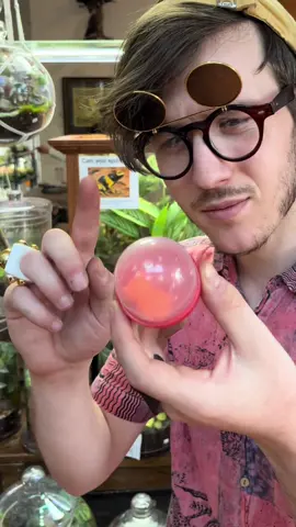 did you know that the human body only comes with two eyes even though there is space for many more? Ask in the comments to learn how to maximize your body’s “see” capabilities  this has been “Fun Facts with Guy Who Puts Plant in Jar For Living” #terrariumtok #giftidea #homedecor #PlantTok 