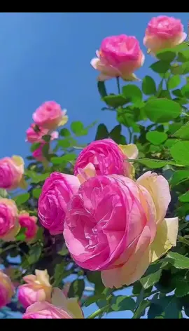 #فضل_شاكر #معقول_انساك_معقول #music #flowervideo #musicvideo #موسيقى #ازهار #مناظر_طبيعيه_رائعة #flowers #ورود #طربيات 