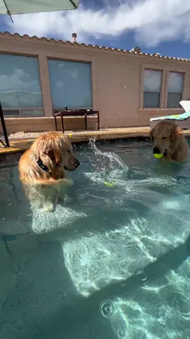 🛁 Very unsure about his second step adventures #goldenretriever #tub #goldenbros #blue 