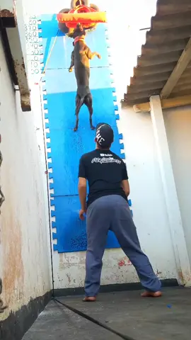 Pit Bull Treinando Escalada - Perigosa RL - Equipe Pelles Rustic - Criação @fpb sports dogs SP 🇧🇷 - Apoio @7kilate - Campeonatos @user5004647137105  #gamedogs #apbt #dog #pitbull #gamedog #dogbreed #gameness #pega #arte #petdog #gamenes #pit #bulldogs #bull #bulls #bulldog #pitbulldogvideo #pitbulldogs #pitbulls #pitbullstanford #pitbullife #pitbulllovers_ #pitbullstud #pitbullpuppy #pitgameness #canalpitgameness #pellesrustic #babi #perigosa #huck 