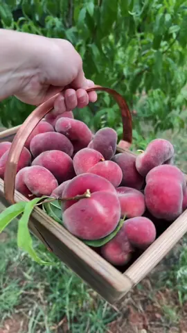 Donut peaches 😋🍑 #growyourownfood #gardenharvest #peaches #foodforest #zone9garden #donutpeaches 