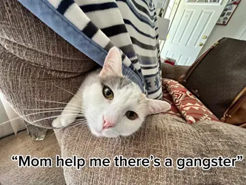 racist cat #fyp #imgeekin #gangster #youreblack #trending 