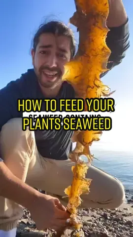 How to Use Seaweed to Feed Plants.. 😳🌱 #seaweed #plants #plantsoftiktok #gardening #gardening101 #plantbased 