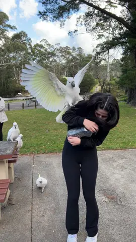 Josy and her chickens 🐓 #cockatoos #sydney #fyp #viral 