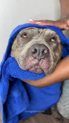 Dog Bed Time Routine 💙🫧🧽 #foryou #foryoupage #dogbath #doggrooming #dogsoftiktok #relaxing #satisfying #asmr #asmrsounds #viral  