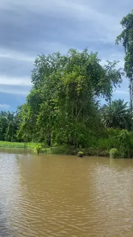 Rhinoceros hornbill🍃 #kinabatanganriver #wildlife #sukau #sabah #hornbill #pilotsungai 