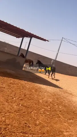 #الزلفي #بريده المجمعة 