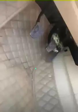 #ثعبان #حنش #كوبرا🐍 